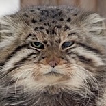 Аватара пользователя