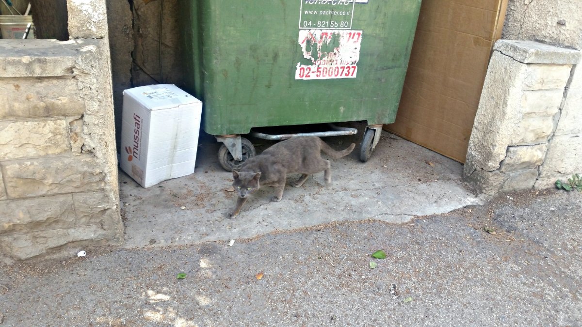 The_Cat_of_Israel.jpg