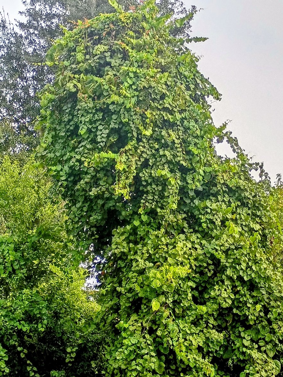 IMG_20260902_085947156_HDR~2.jpg