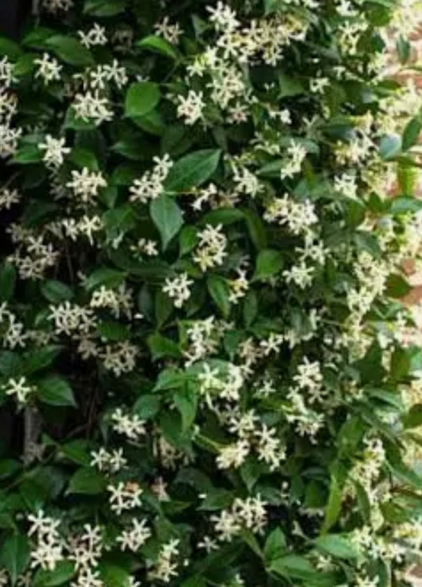 IMG_7125.jpeg