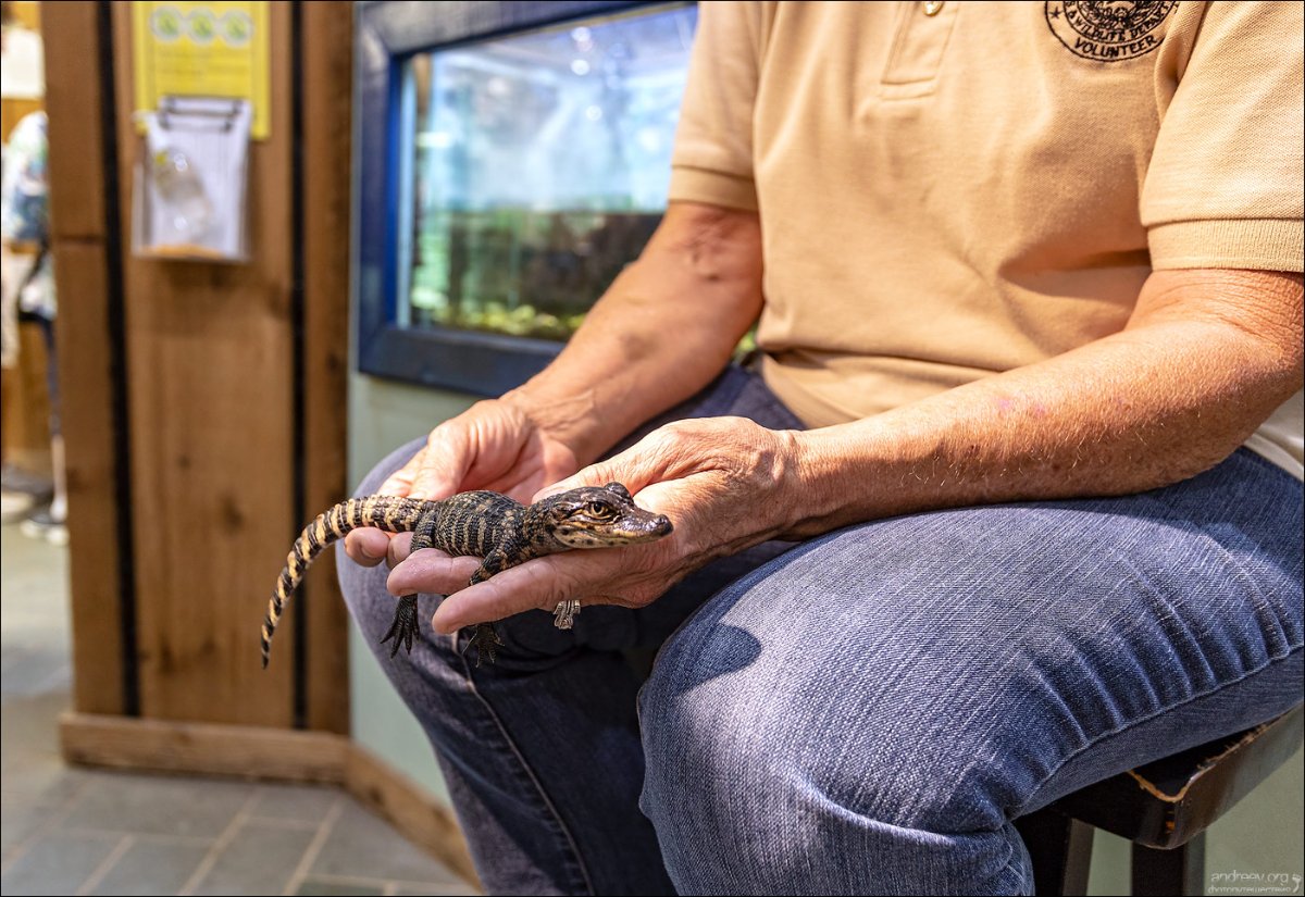Gator_BB.jpg