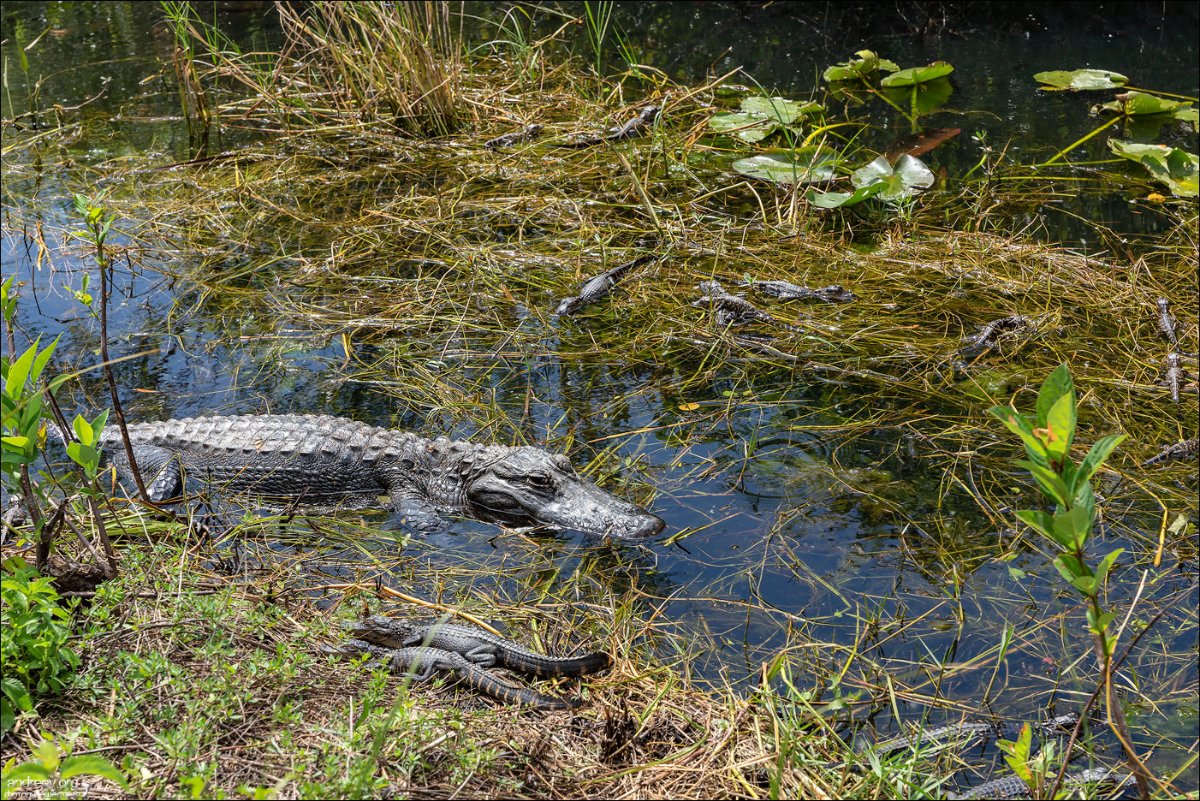 Gator_Mom.jpg