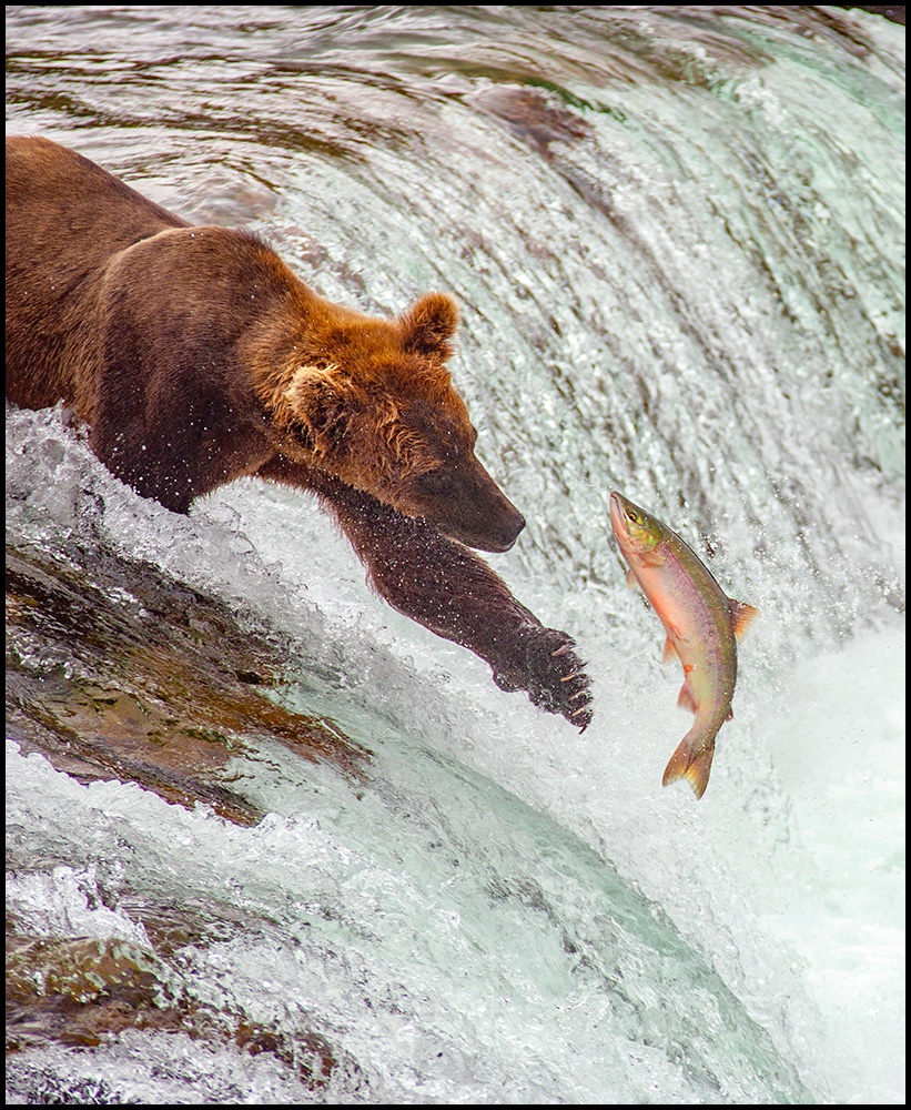 Bears Katmai 38.jpeg