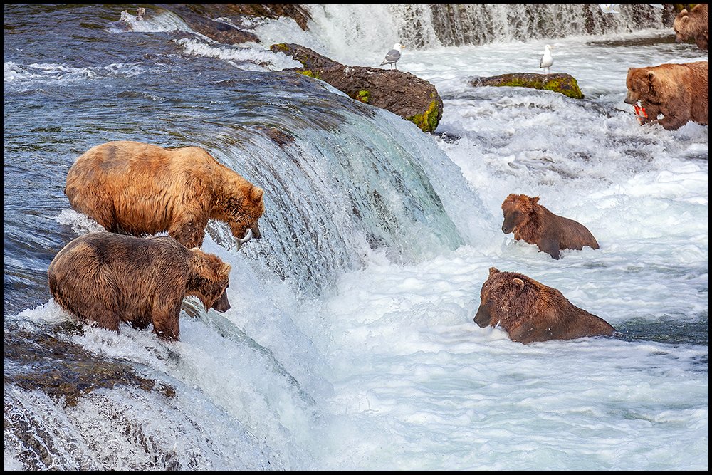Bears Katmai 21.jpg