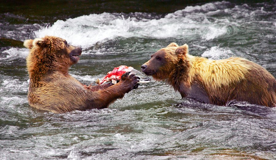 Katmai share.jpg