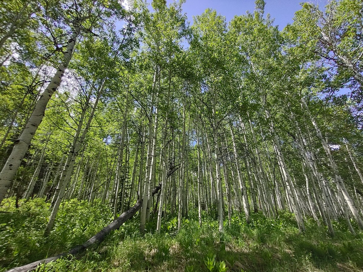 IMG_20250530_144944590_HDR.jpg