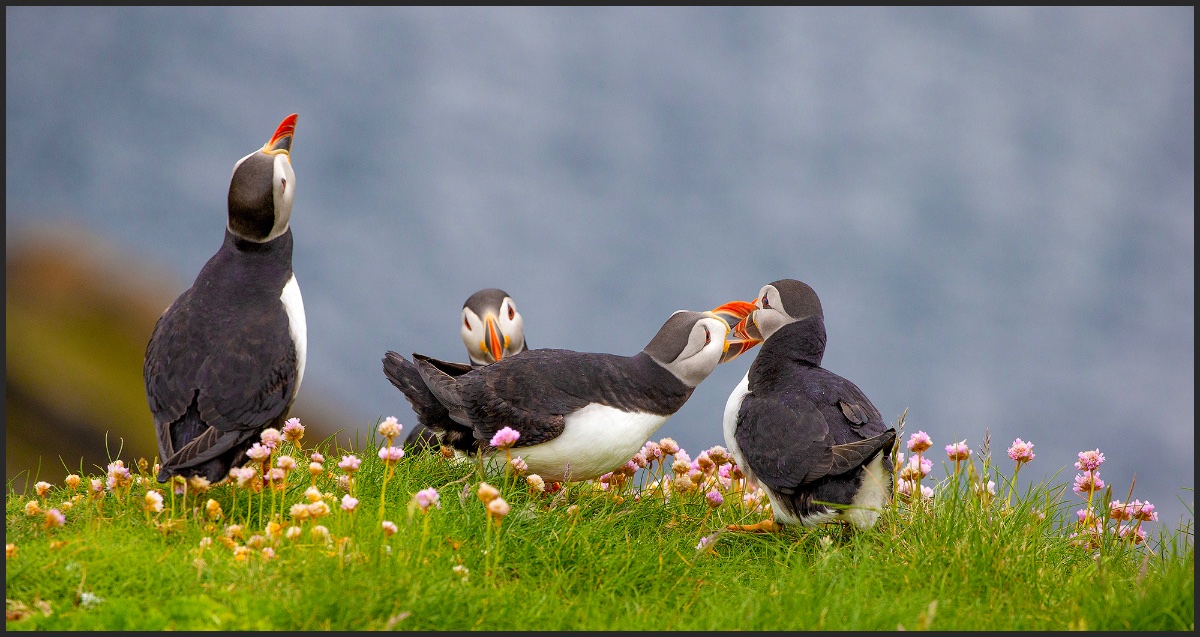 Puffins 14.jpeg