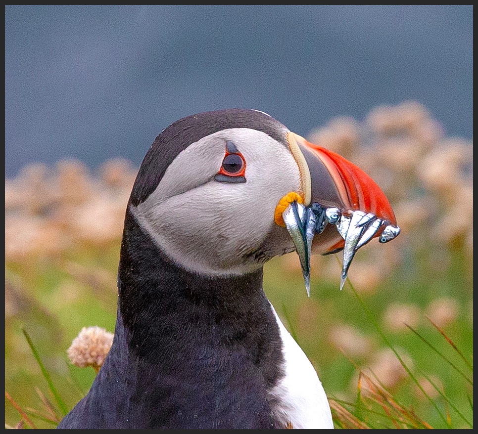 Puffin fish 41.jpeg